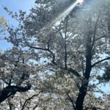 久しぶりの青空。母と2人で今年の桜を見て来ました