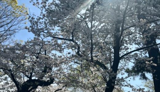 久しぶりの青空。母と2人で今年の桜を見て来ました