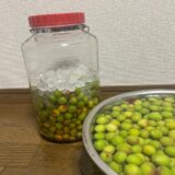 梅しごと2025。我が家の梅シロップ、途中経過