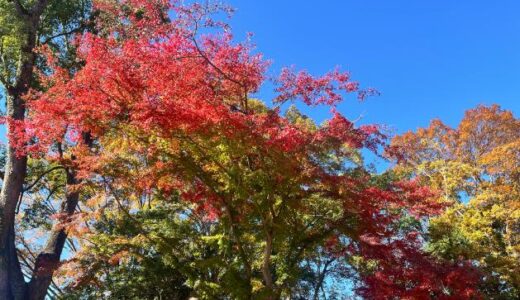 毎年恒例。昭和記念公園で紅葉狩りと銀杏拾い