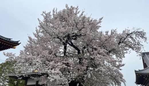 今年の桜2026　ギリギリで桜を見てきました