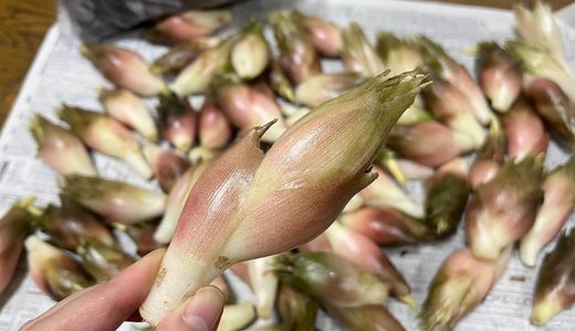 下のソーシャルリンクからフォロー